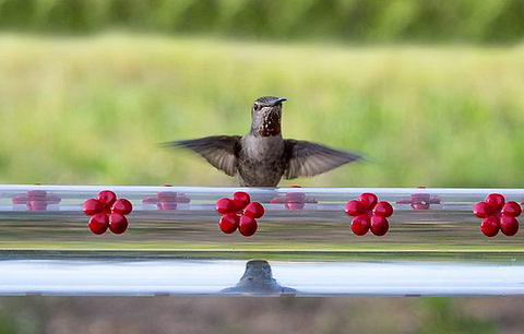 💥50% OFF💥Hanging long tube bird feeder